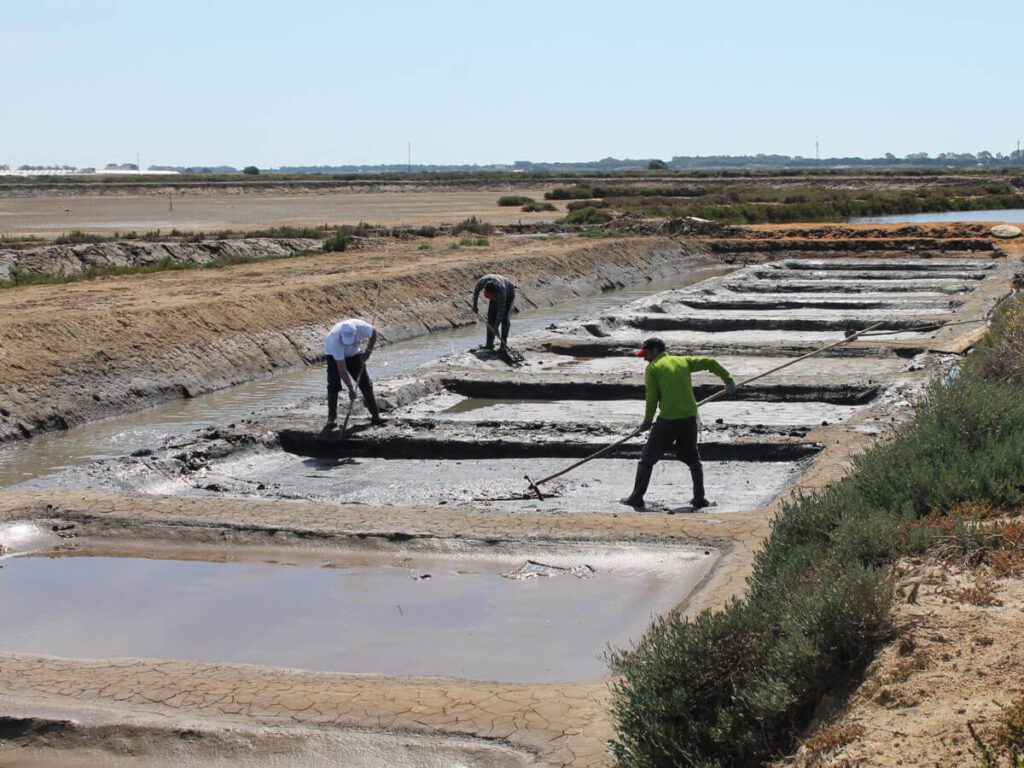 Recolección de Sal - Salinas del Alemán