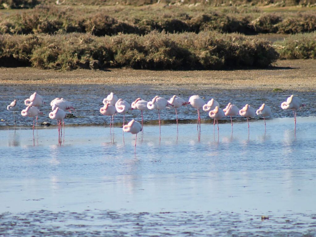 Flamencos en Salinas del Alemán