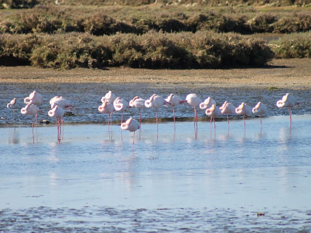 Biomaris - Salinas del Alemán