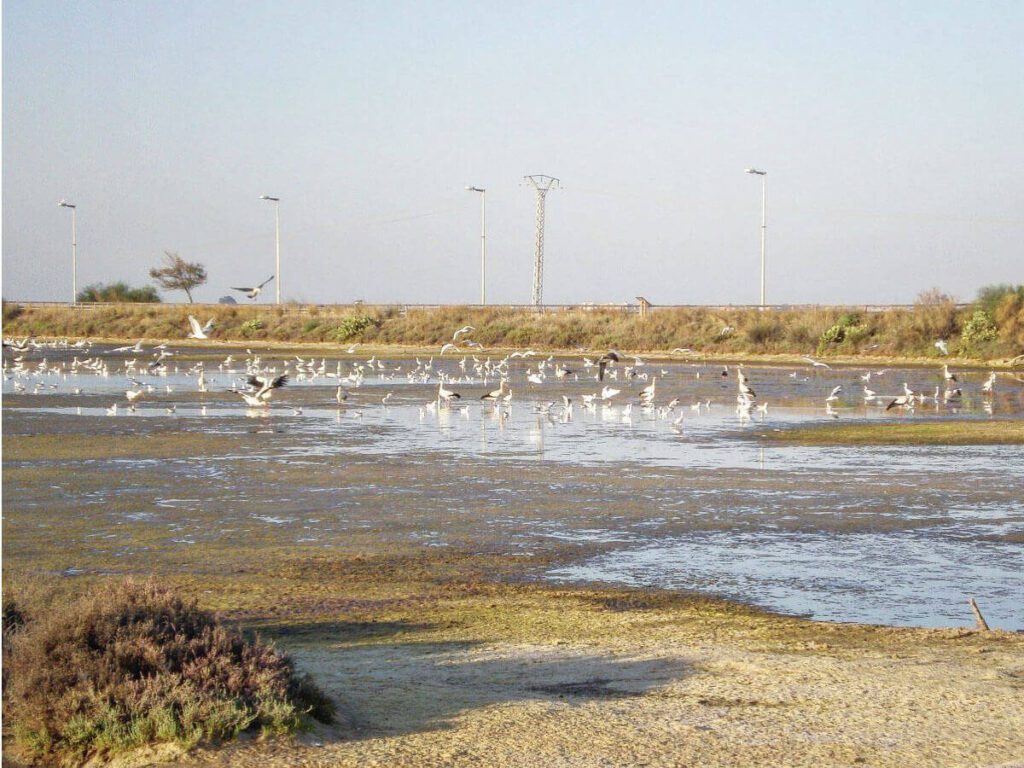 Aves en Salinas del Alemán