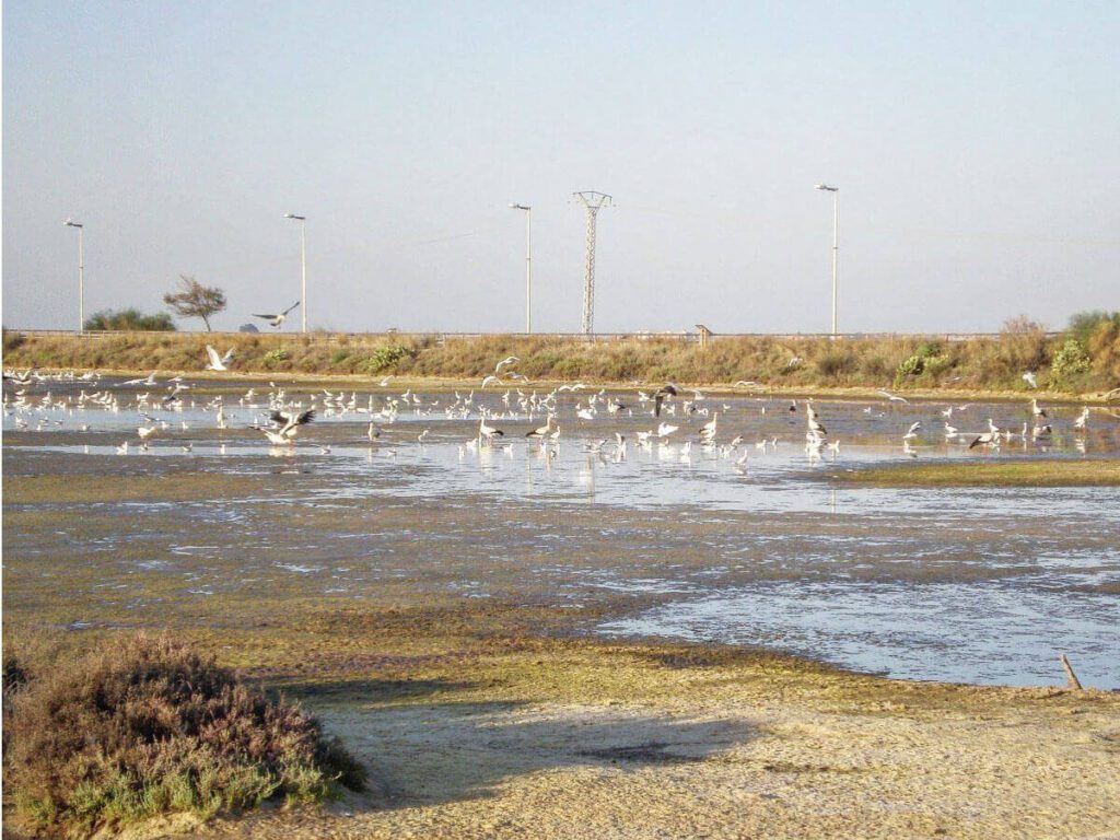 Biomaris - Salinas del Alemán